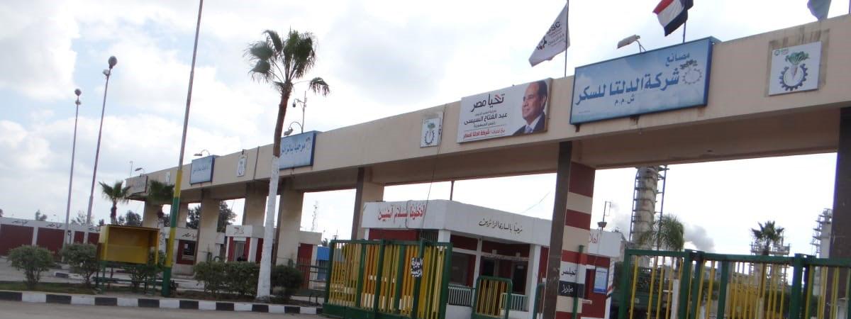 مصانع السكر تذيق المر للفلاحين